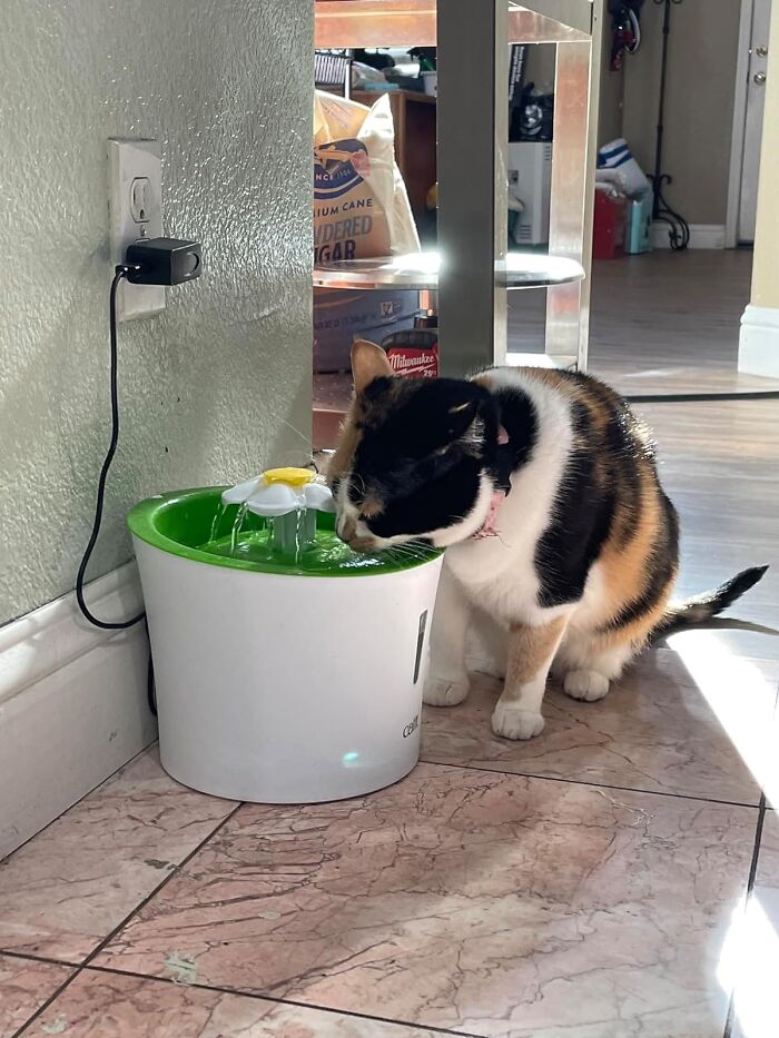 Let's Be Honest, Your Cat's Drinking Habits Are About To Get Way Cuter. The Cat Drinking Water Fountain Is Here To Turn Those Dull Sips Into A Fanciful Fountain Of Joy.