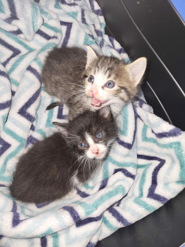 Last Night My Son Heard Crying Outside His Window. When My Daughter And I Went To Investigate, We Found These Two Spicy Babies! Of Course I Had To Bring These "Not My Kittens" Inside!