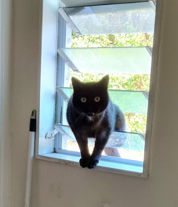 Not My Cat Caught Breaking Into My Bathroom. He's Very Cute, Very Rowdy And Didn't Apologize For Barging In