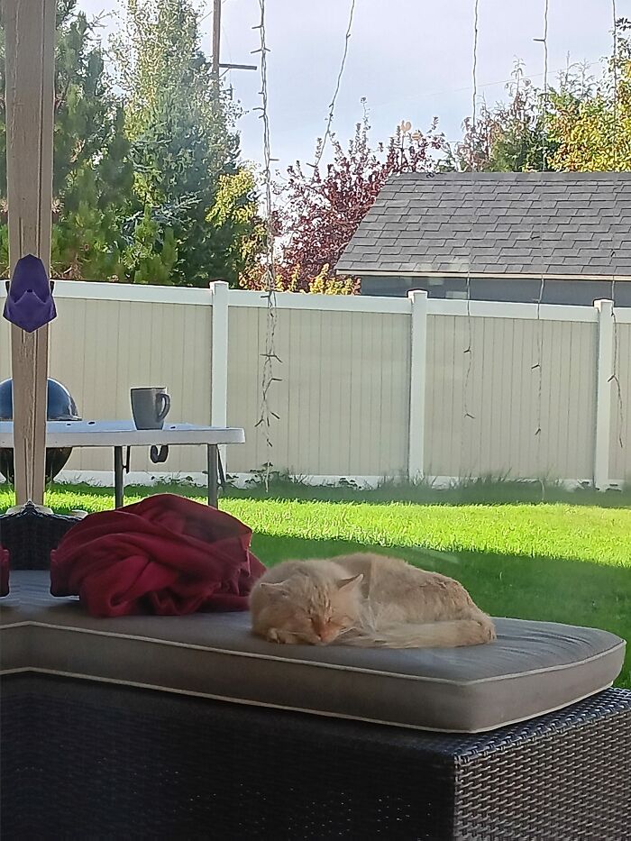 He's Back!!! This Time Hes Chosen A Snooze On The Lounger. I Guess He Lives Here Now