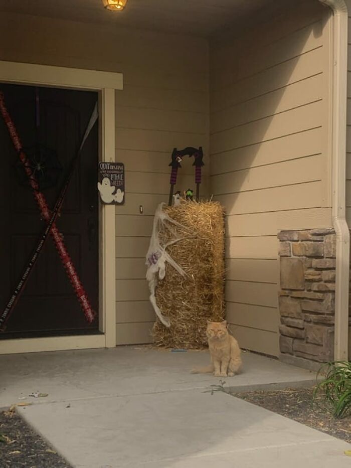 Came Home To Find This Guy, Chillin On The Porch, Being Part Of The Decor. He Is Not My Cat 