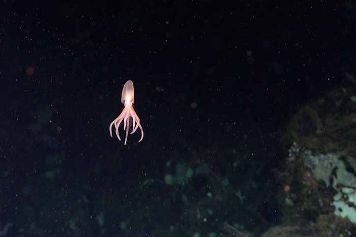 Scientists Discover 4 New Species Of Octopus In The Waters Off Costa Rica