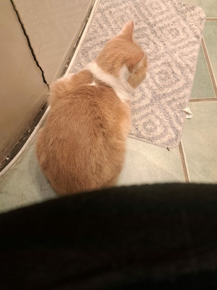 My Bathroom, My Bath Mat. Definitely Not My Cat.... Can Confirm Definitely A Cat Since He Kept Me Company While I Went To The Loo 
