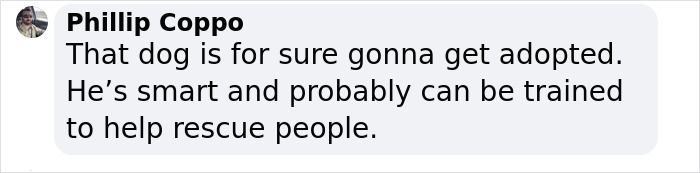 Police Makes “The Cutest Arrest Ever” After Dog Escapes Shelter And Tries To Free His Friends Police Makes “The Cutest Arrest Ever” After Dog Escapes Shelter And Tries To Free His Friends