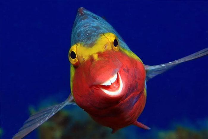 Smiley, pez loro de El Hierro, Islas Canarias (2020)