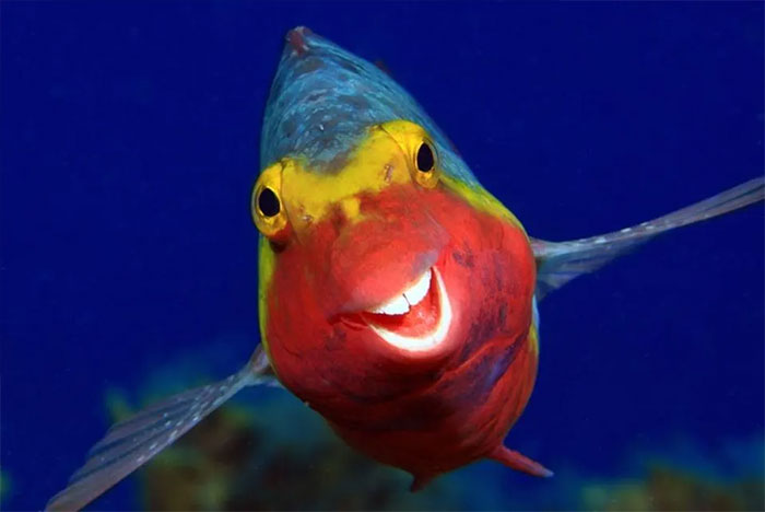 Smiley, Parrot Fish From El Hierro, Canary Islands (2020)