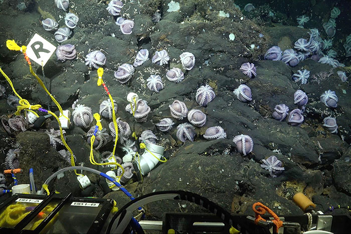 Scientists Discover 4 New Species Of Octopus In The Waters Off Costa Rica