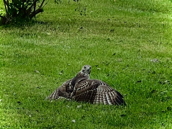 A Falcon In Our Backyard Guarding Its “Lunch”