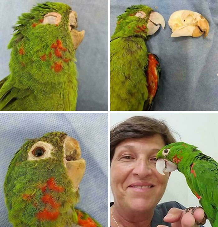 This Parrot Got A Second Chance At Life After Getting New Prosthetic Beak