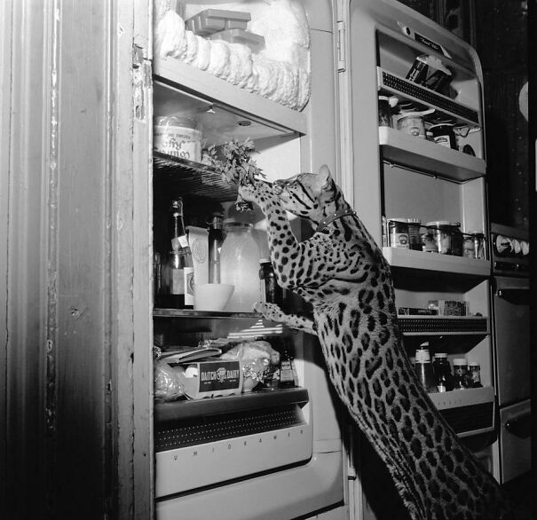 An-ocelot-raids-a-refrigerator-1955-we-need-some-major-defrosting-here4-659c284eabc6f-jpeg.jpg