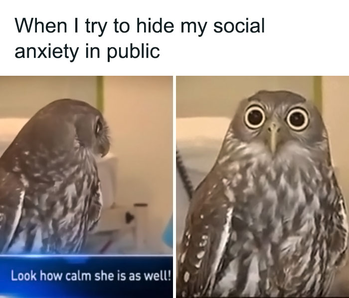 Funny-Animal-Memes-Posts