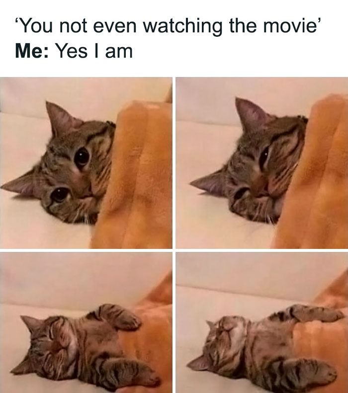 Funny-Animal-Memes-Posts