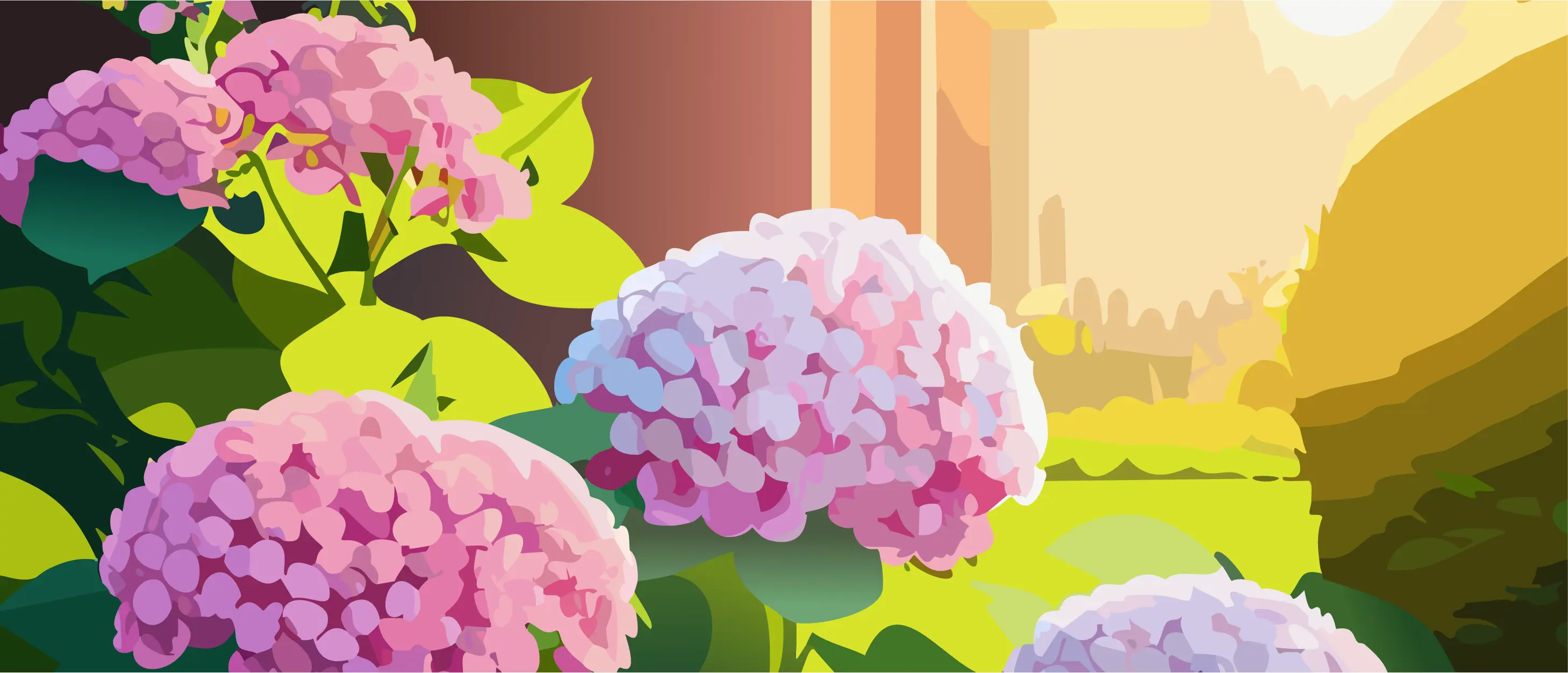 Strawberry Vanilla Hydrangea bush with pink and white blooms growing in a garden during golden hour sunlight. Strawberry Vanilla Hydrangea bush with pink and white blooms growing in a garden during golden hour sunlight.