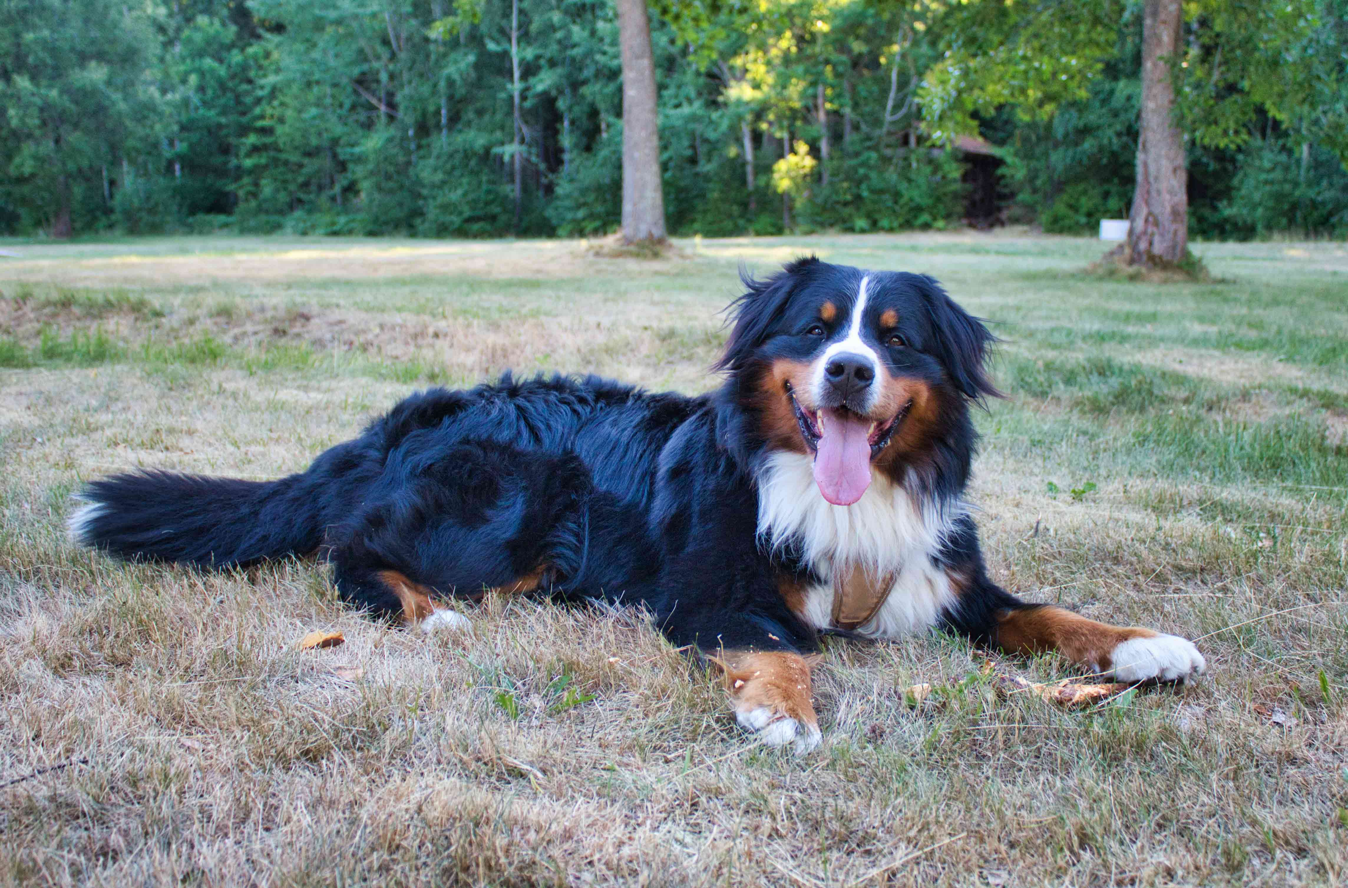Bernese Mountain Dog lying down in the forest