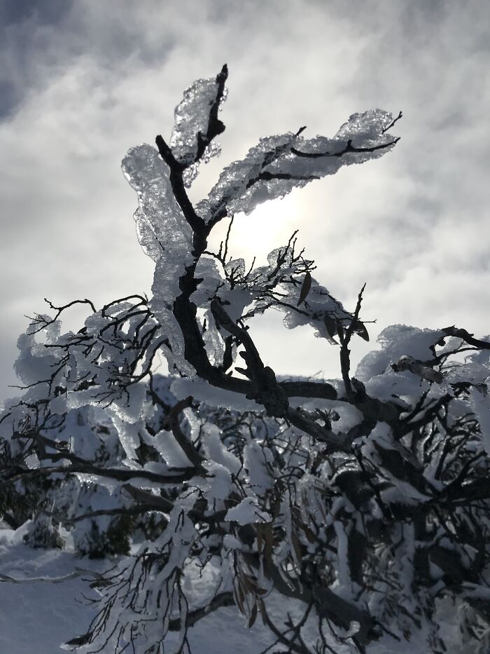 Snow Tree Nsw