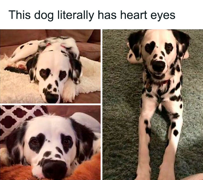 Funny-Animal-Memes-Posts