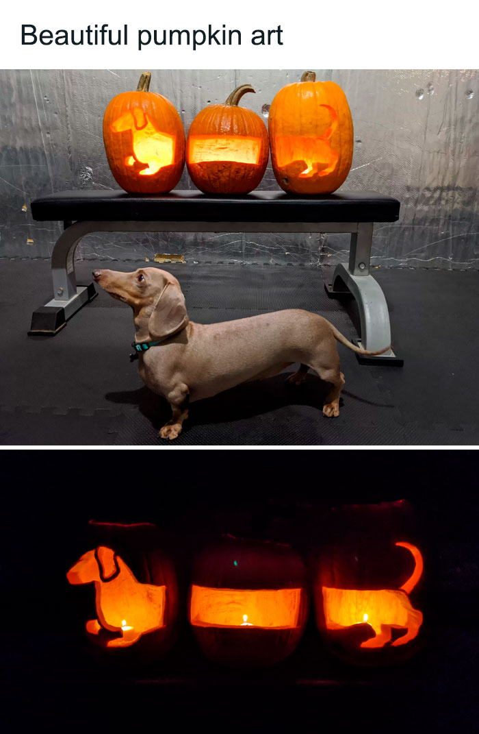 Funny-Animal-Memes-Posts