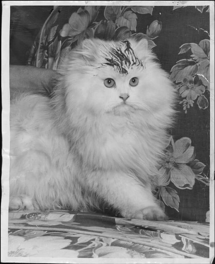 Persian Cat Sabotaged Before A Cat Show In Milwaukee, Wisconsin In 1949. ⁣⁣ ⁣⁣ According To Her Owner, Petite Lilly Bear Was Smeared With Makeup By An Unknown Assailant In The Hours Before A Sunday Morning Cat Show, Ruining Her Chances Of Winning