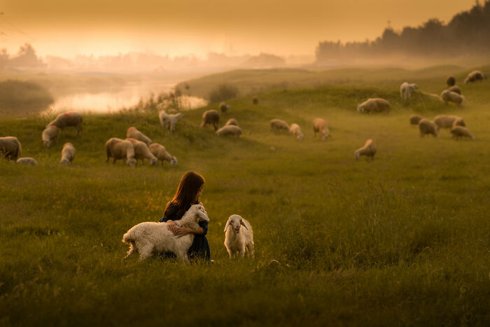 A Girl With Lambs