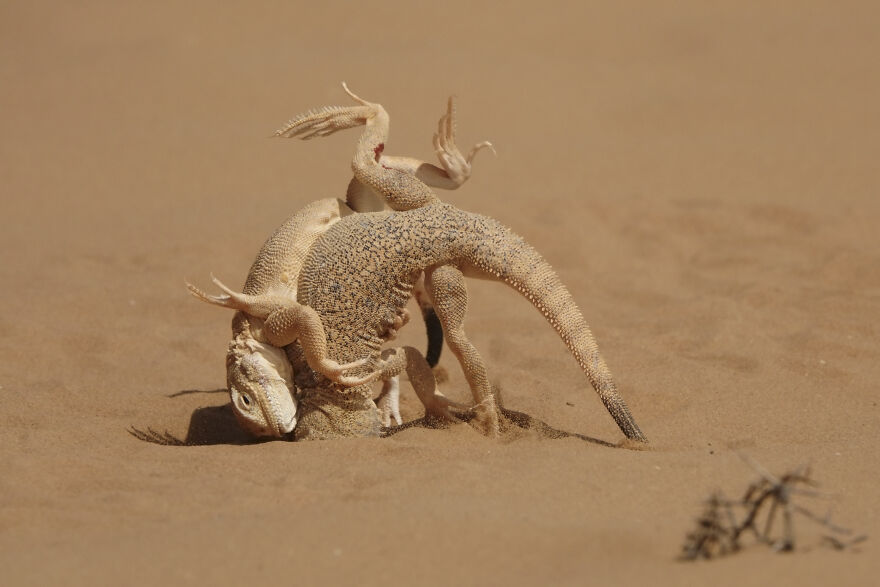 2nd Place In The Category Of Animals: "Dune Wrestling" By Victor Tyakht