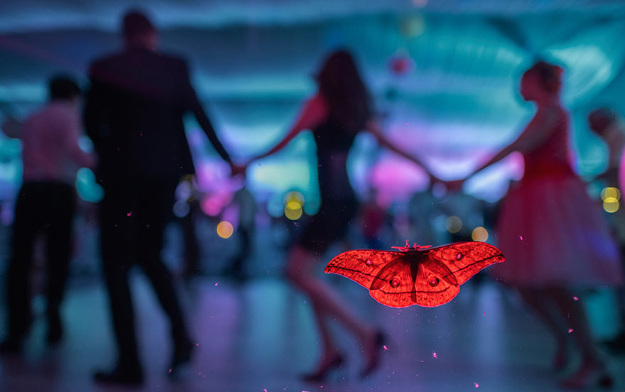 1st Place In The Category Of Butterflies And Dragonflies: "The Wedding Guest" By Csaba Daróczi