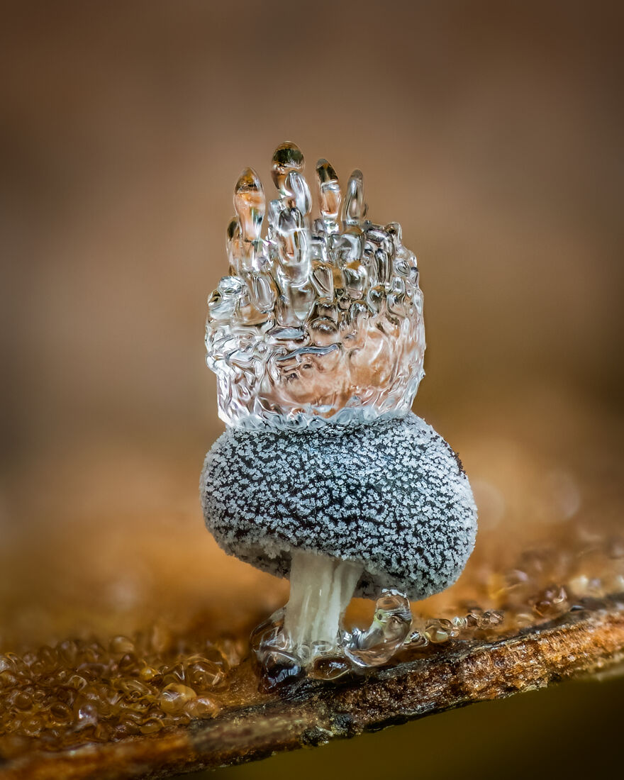 1st Place In The Category Of Fungi And Slime Moulds: "The Ice Crown" By Barry Webb