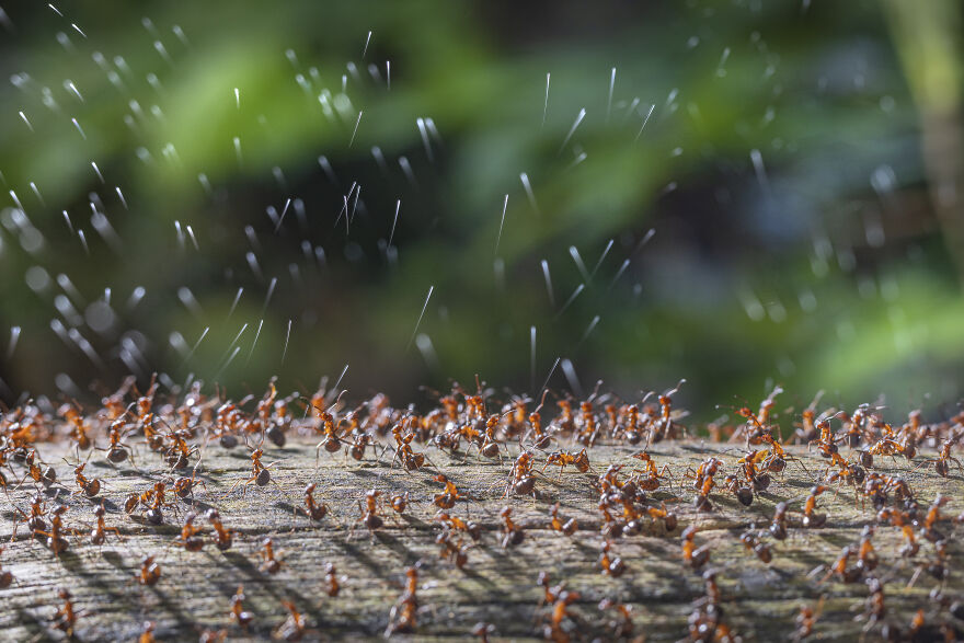 1st Place In The Category Of Insects: "Wood Ants Firing Acid Secretion" By René Krekels