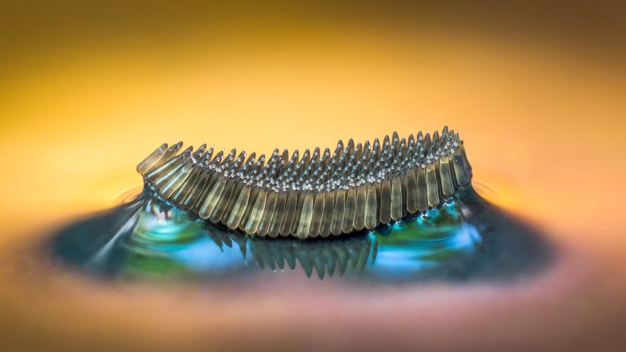 2nd Place In The Category Of Insects: "Mosquito Egg Raft" By Barry Webb