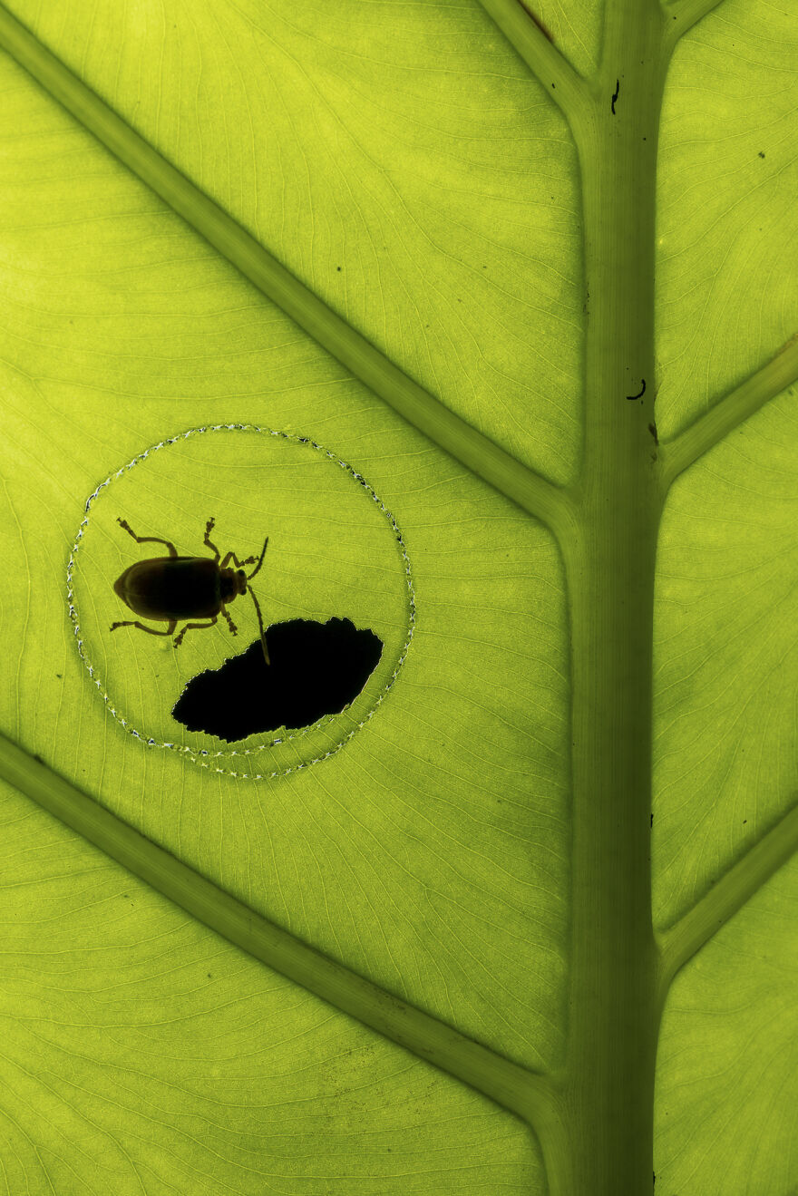 3rd Place In The Category Of Insects: "Circular Trenching Behavior By A Leaf Beetle" By Liang Fu