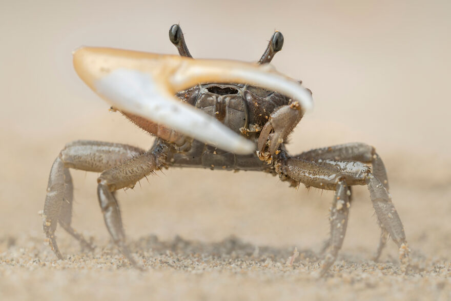 3rd Place In The Category Of Invertebrate Portrait: "Dancing Sands, Violin Crab" By Lior Berman