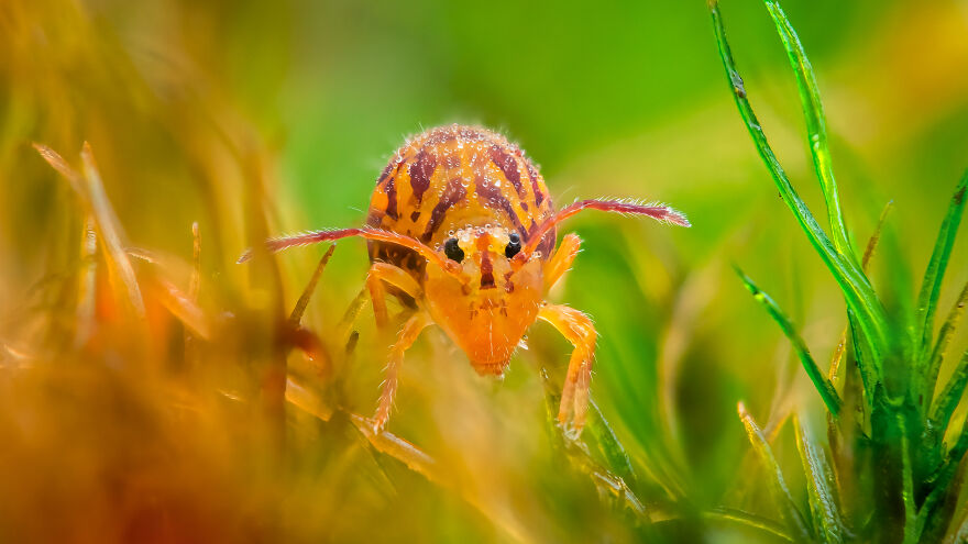 3rd Place In The Category Of Young: "Dicyrtomina Ornata" By Alexis Tinker-Tsavalas