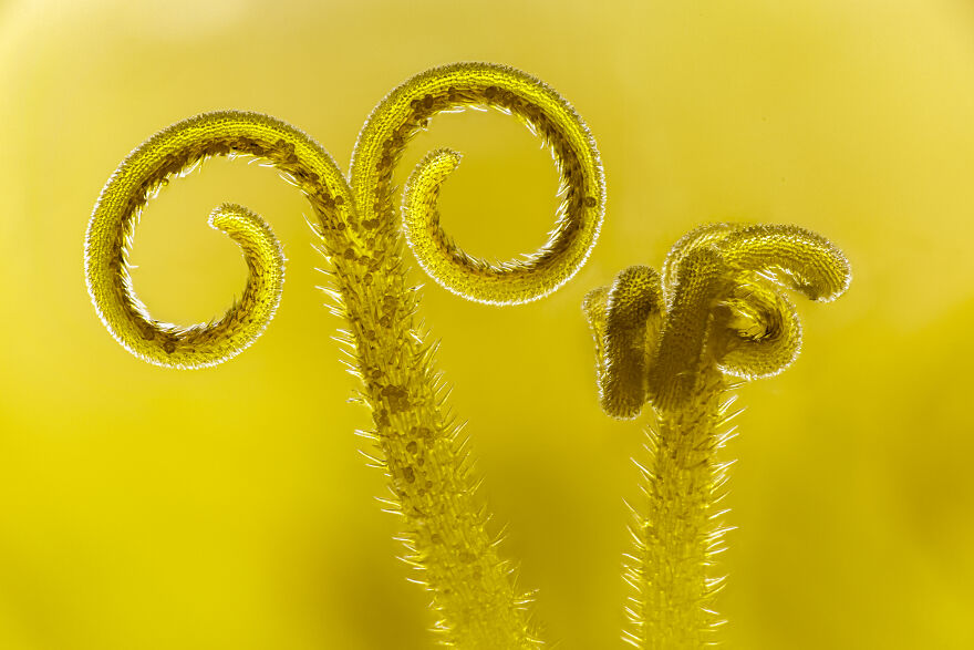 3rd Place In The Category Of Micro: "Twisted Dandelion" By Harald Cederlund