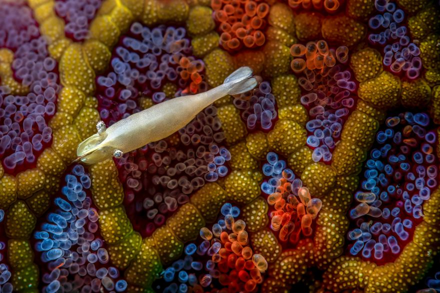 1st Place In The Category Of Underwater: "Dreamtime" By Simon Theuma