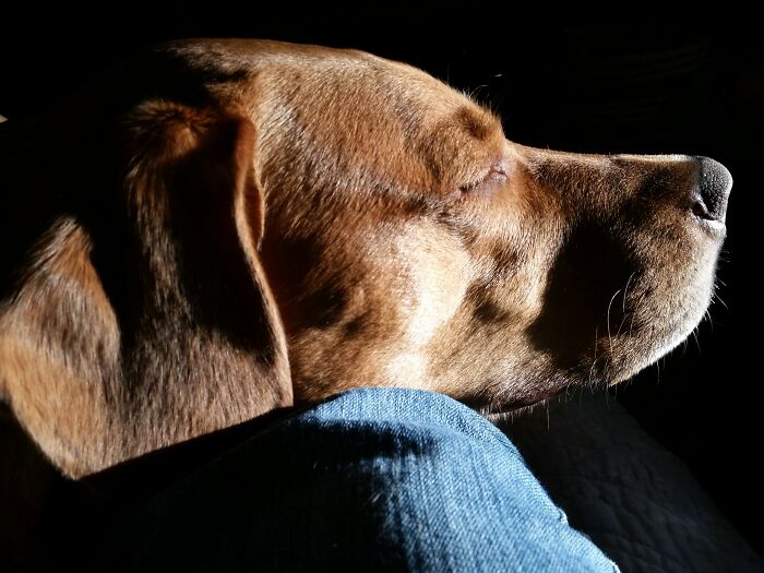He Likes To Sleep With His Head On My Knee. The Sunlight Was Perfect