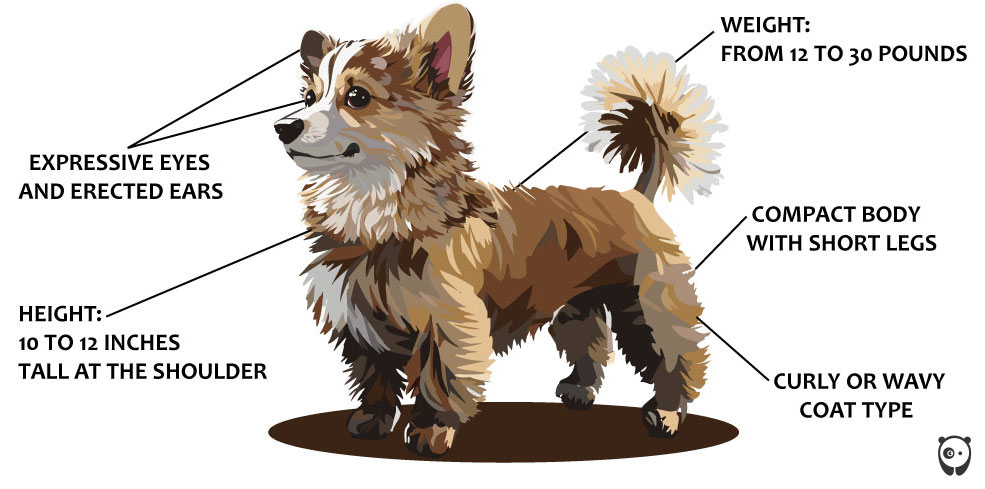 illustration of corgipoo dog breed