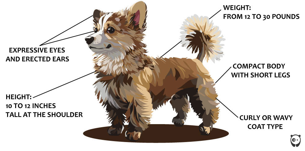 Illustration of a Corgipoo dog, featuring expressive eyes, compact body, and curly coat. Illustration of a Corgipoo dog, featuring expressive eyes, compact body, and curly coat.