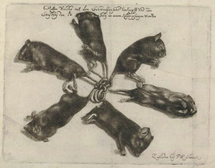 Drawing Of A Rat King Found Around 1683 In Strasbourg, France, Attributed To Friedrich Wilhelm Schmuck