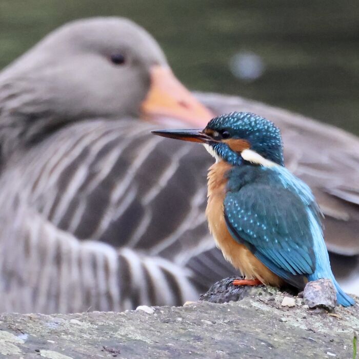 I Love My Kingfisher/Goose Crossover