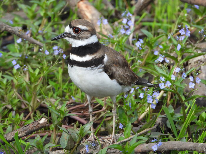 A Killdeer Hanging Out In A Bunch Of Purple Flowers