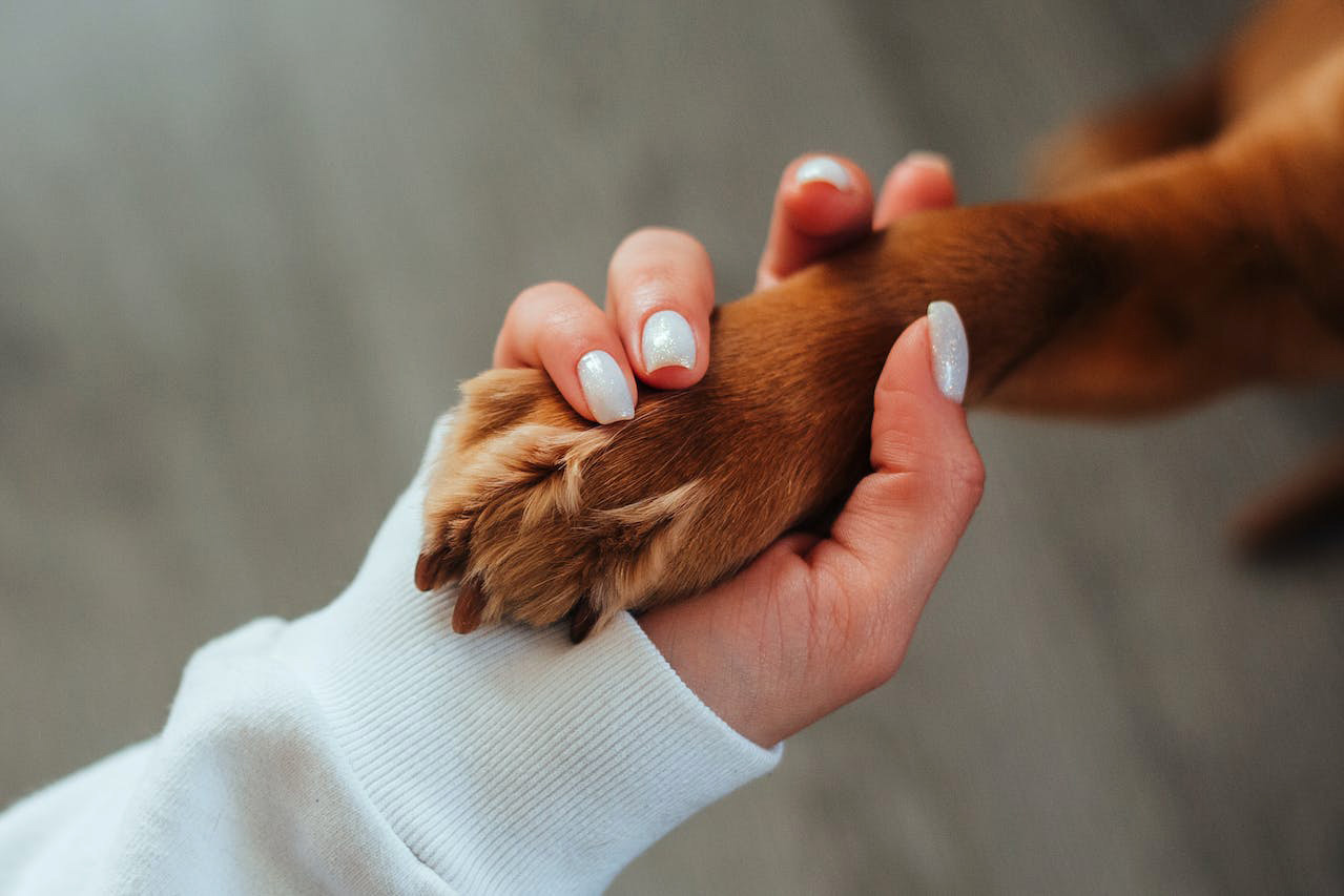 Woman’s hand holding a dog paw