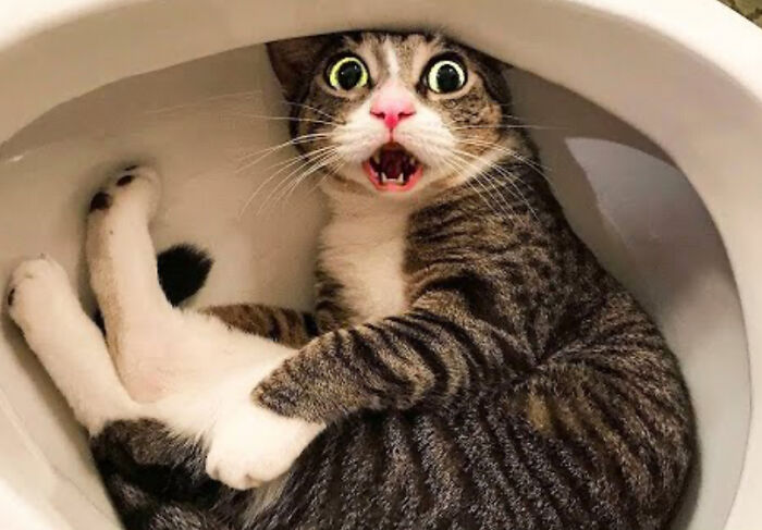 Funny Picture Of Cat In Toilet