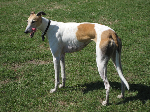 GraceTheGreyhound-659efad5a778b.jpg