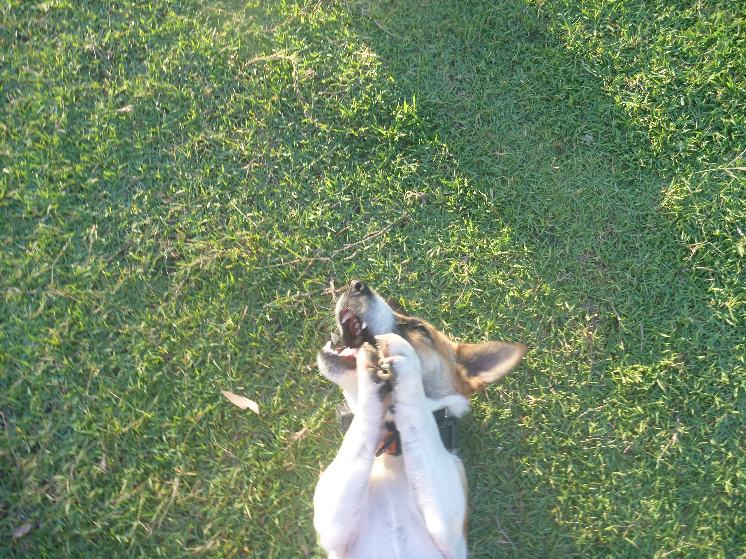 Hey Pandas, Post The Cutest Picture Of Your Pet