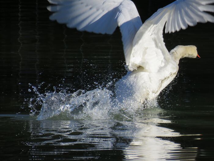 A Swan Takes Off From The Lake