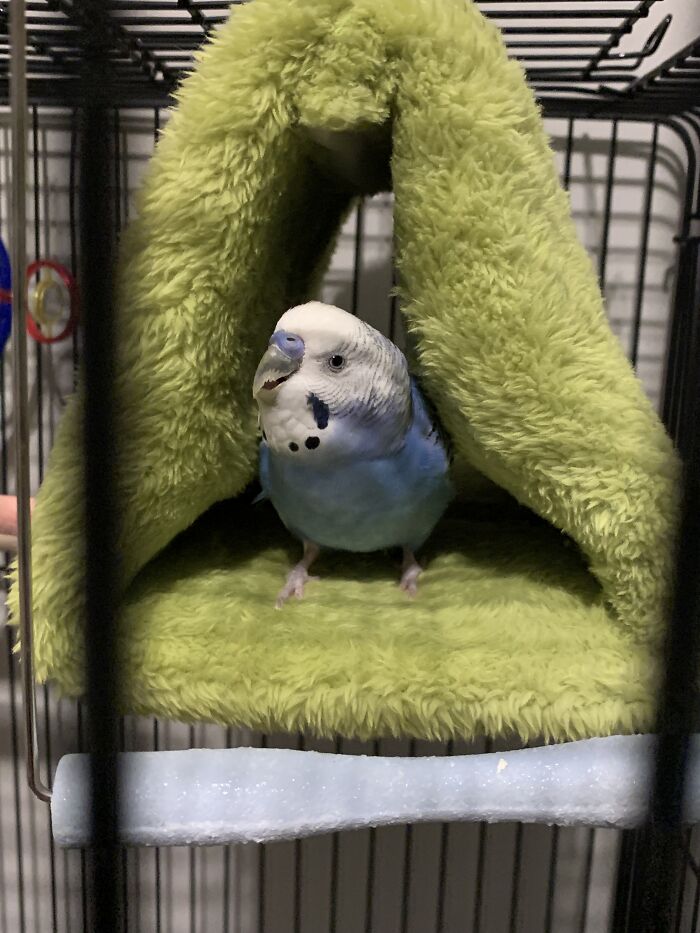 Little Apollo. This Was The Last Picture I Got Of Him. I Only Put The Hutch In There Because He Had A Respiratory Infection And Was Struggling To Stay On The Perches