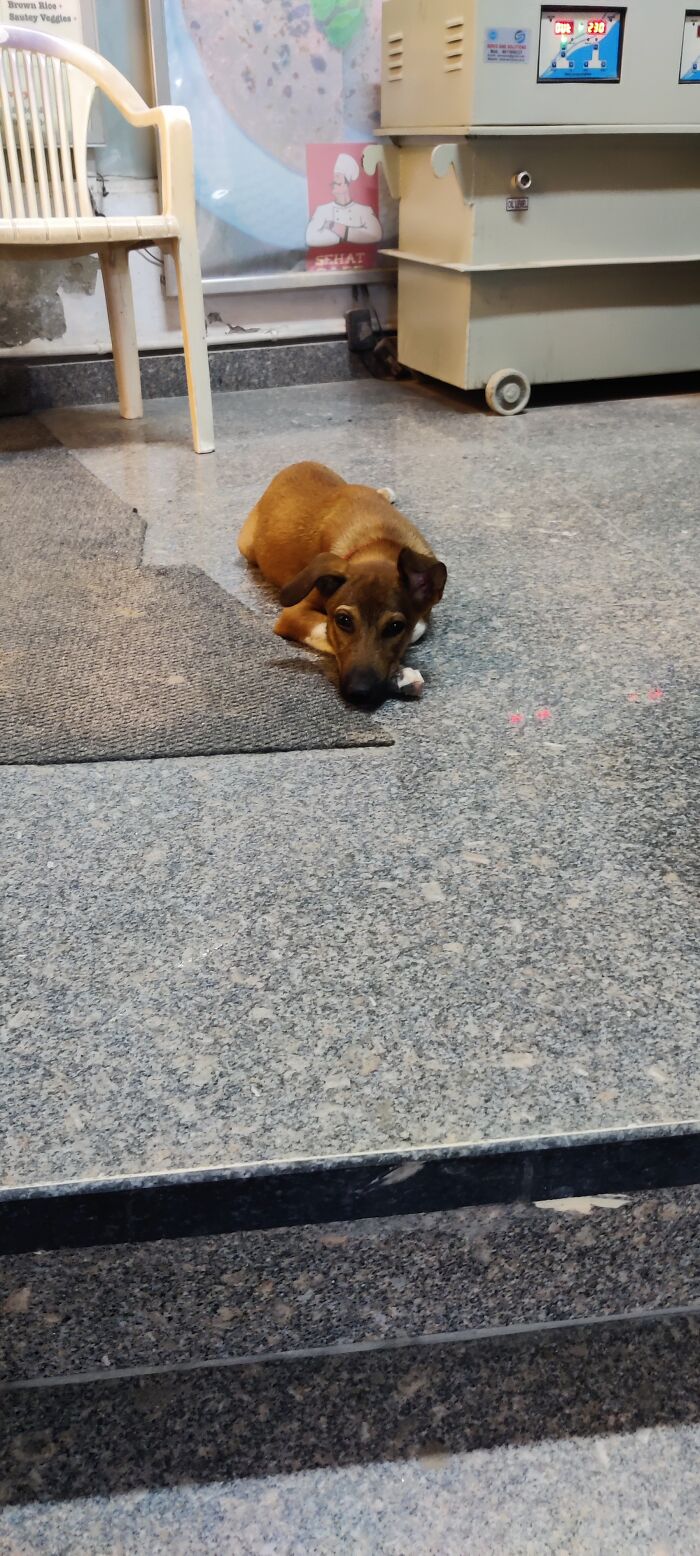 Cute Street Puppy Outside A Restaurant