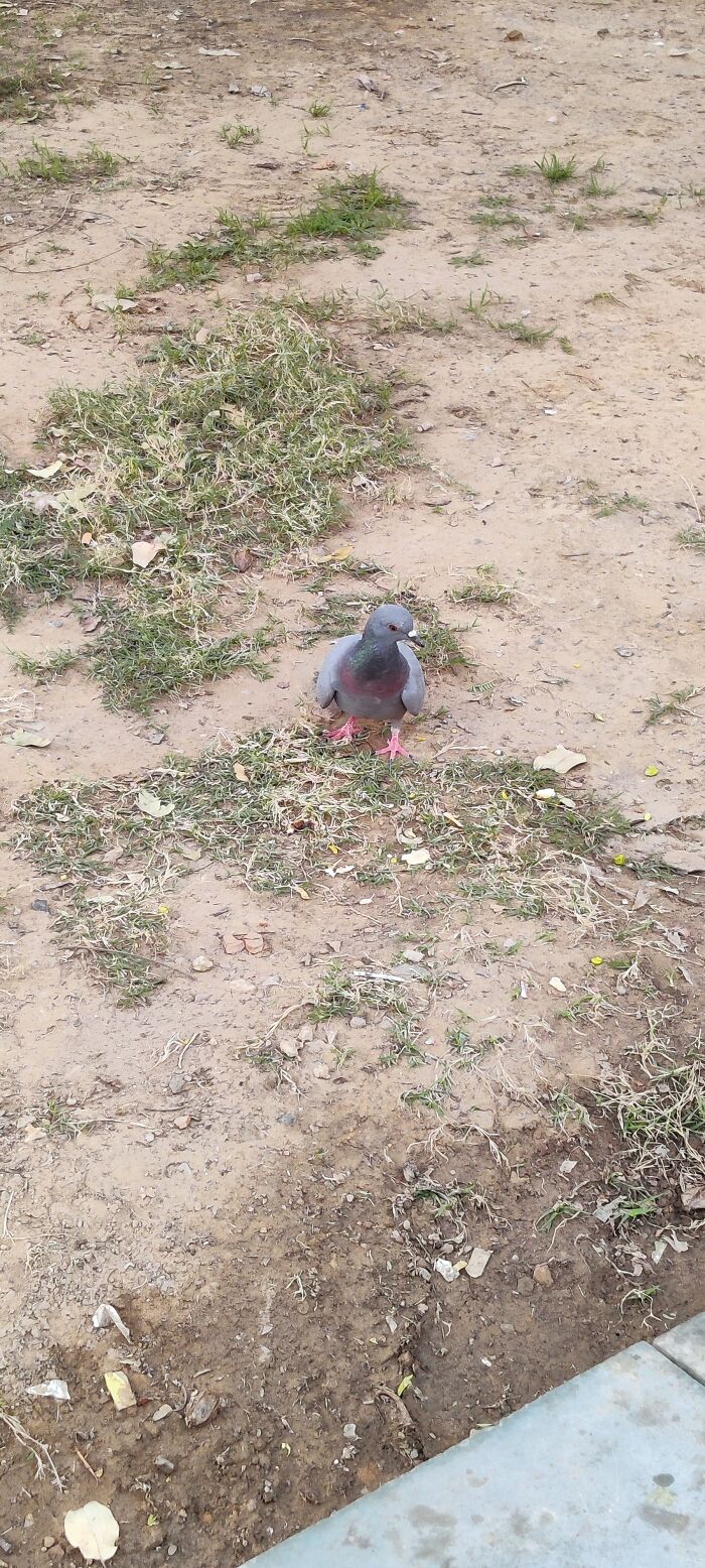 Surprised This Pigeon Didn't Fly Away