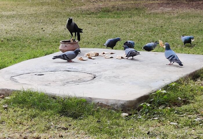 Pigeons & Crow Feeding In Harmony