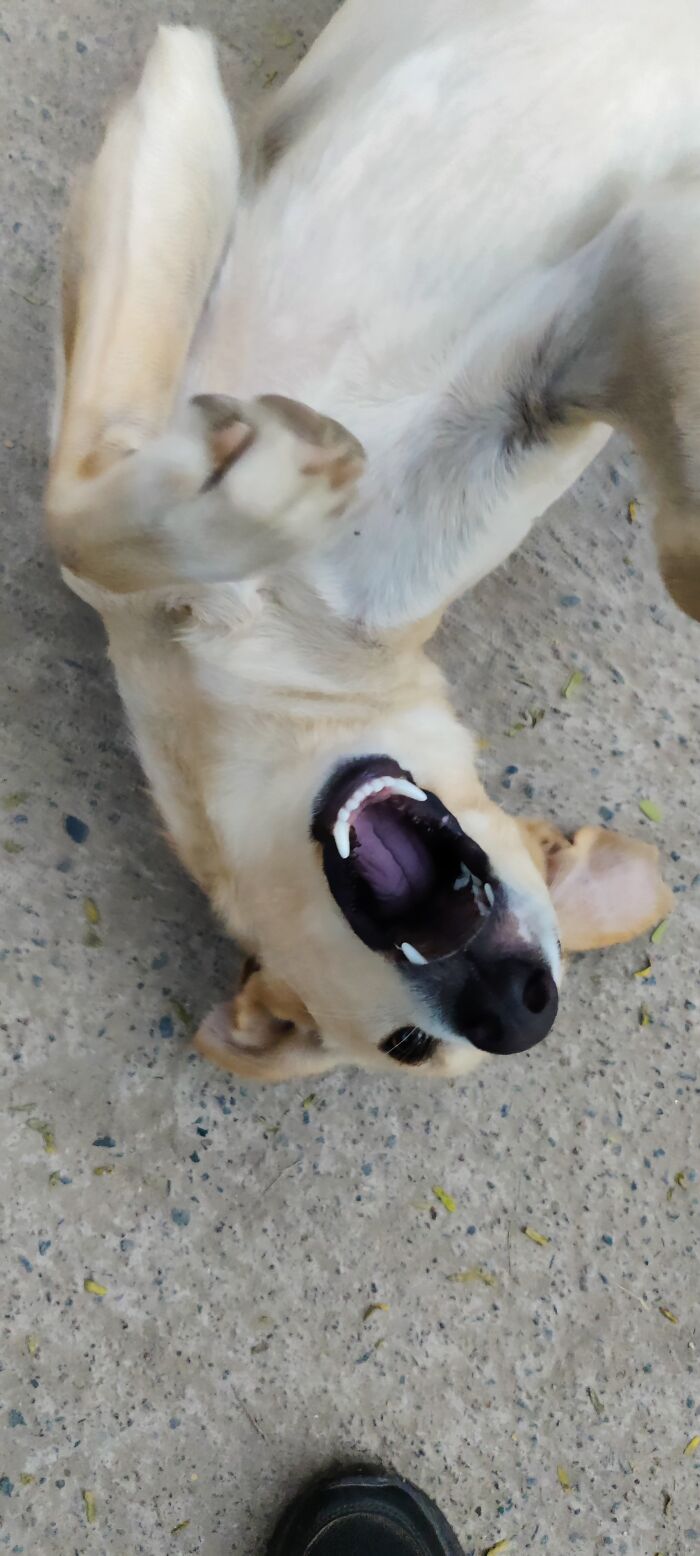 Not My Pet But A Friendly & Playful Street Doggy