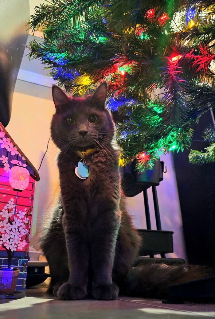 Daughter's Cat, Luffy, With His First Christmas Tree. (Daughter Took Photo.)